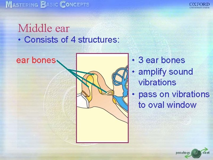 Middle ear • Consists of 4 structures: ear bones • 3 ear bones • Middle ear • Consists of 4 structures: ear bones • 3 ear bones •