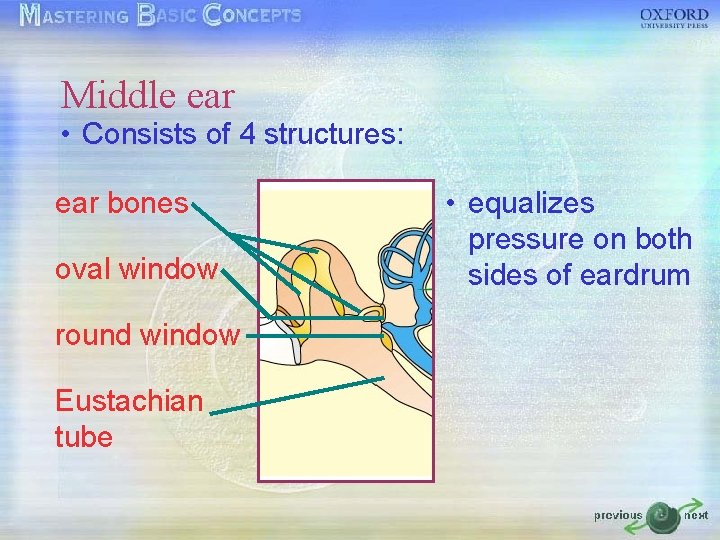 Middle ear • Consists of 4 structures: ear bones oval window round window Eustachian Middle ear • Consists of 4 structures: ear bones oval window round window Eustachian
