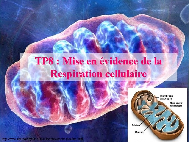 TP 8 : Mise en évidence de la Respiration cellulaire http: //www. microscopy. fsu.