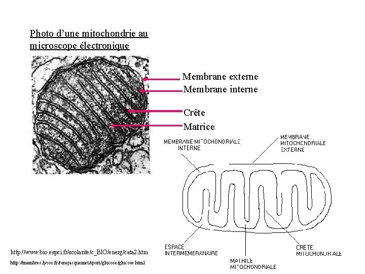 Photo d’une mitochondrie au microscope électronique Membrane externe Membrane interne Crête Matrice http: //www.