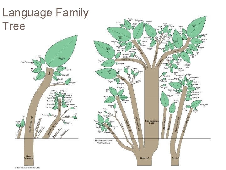 Language Family Tree Figure 5 -17 