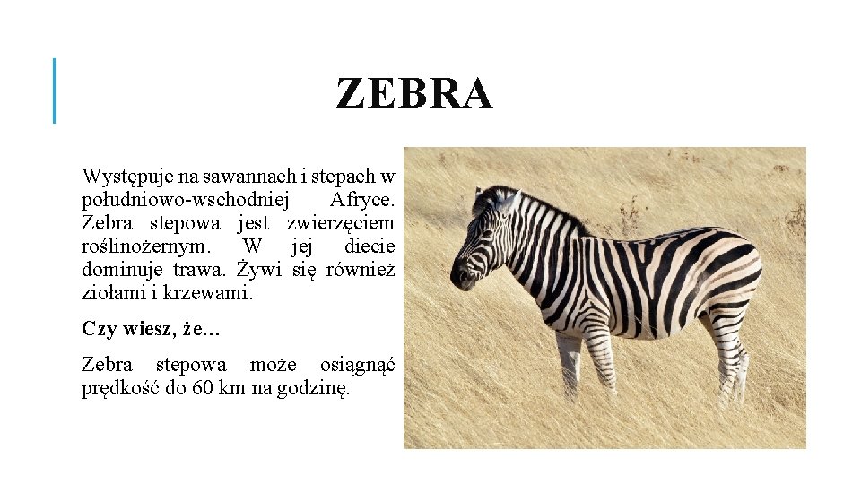 ZEBRA Występuje na sawannach i stepach w południowo-wschodniej Afryce. Zebra stepowa jest zwierzęciem roślinożernym.