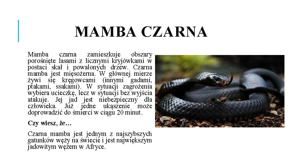 MAMBA CZARNA Mamba czarna zamieszkuje obszary porośnięte lasami z licznymi kryjówkami w postaci skał