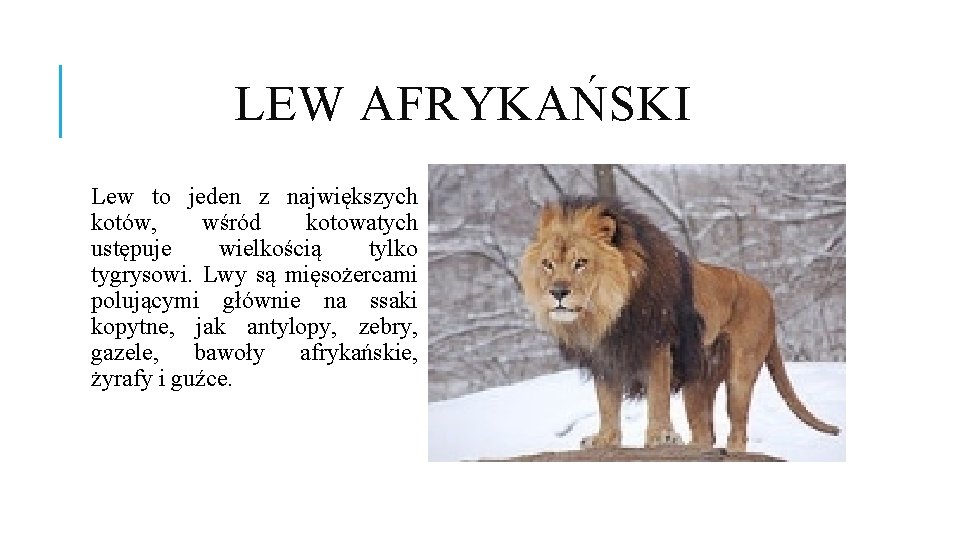 LEW AFRYKAŃSKI Lew to jeden z największych kotów, wśród kotowatych ustępuje wielkością tylko tygrysowi. LEW AFRYKAŃSKI Lew to jeden z największych kotów, wśród kotowatych ustępuje wielkością tylko tygrysowi.