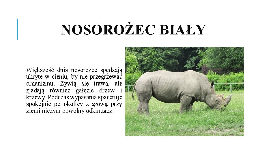 NOSOROŻEC BIAŁY Większość dnia nosorożce spędzają ukryte w cieniu, by nie przegrzewać organizmu. Żywią