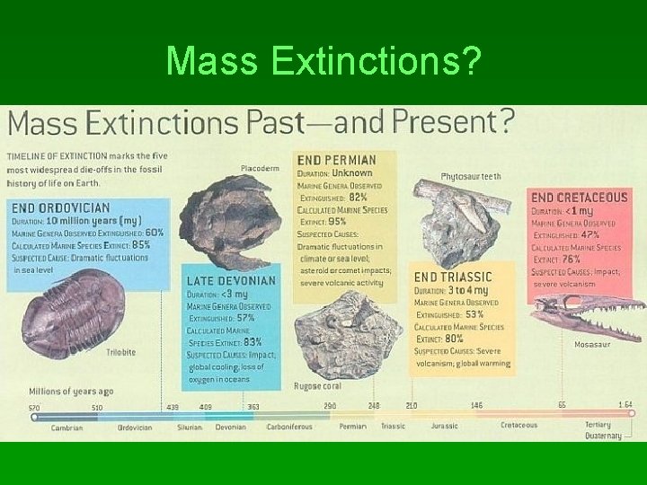 Mass Extinctions? 