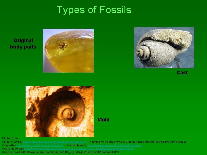 Types of Fossils Original body parts Cast Mold Photos from Spider in amber http: