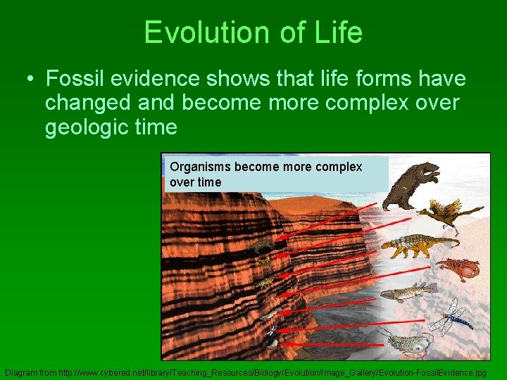 Evolution of Life • Fossil evidence shows that life forms have changed and become
