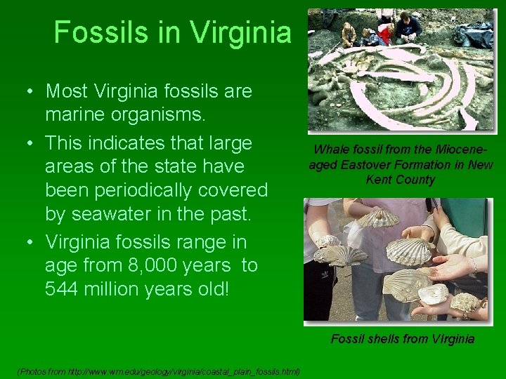 Fossils in Virginia • Most Virginia fossils are marine organisms. • This indicates that
