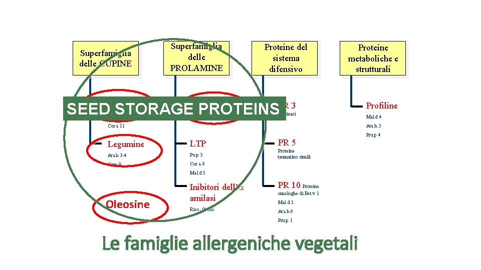 Superfamiglia delle CUPINE Superfamiglia delle PROLAMINE Proteine del sistema difensivo Proteine metaboliche e strutturali