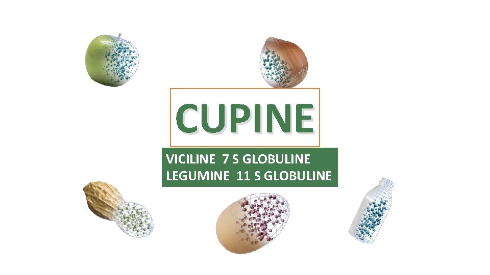 CUPINE VICILINE 7 S GLOBULINE LEGUMINE 11 S GLOBULINE 