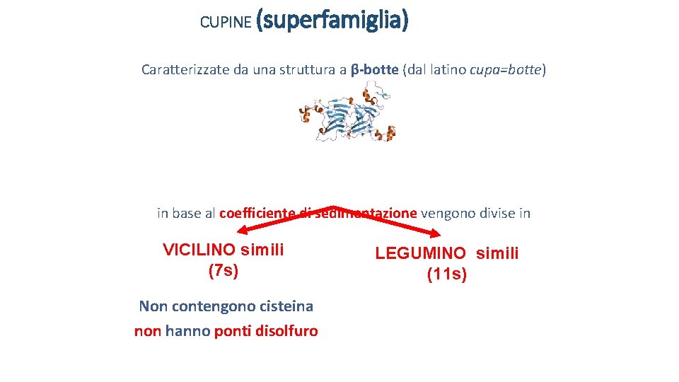 CUPINE (superfamiglia) Caratterizzate da una struttura a β-botte (dal latino cupa=botte) in base al