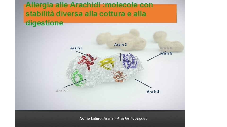 Allergia alle Arachidi : molecole con stabilità diversa alla cottura e alla digestione Ara