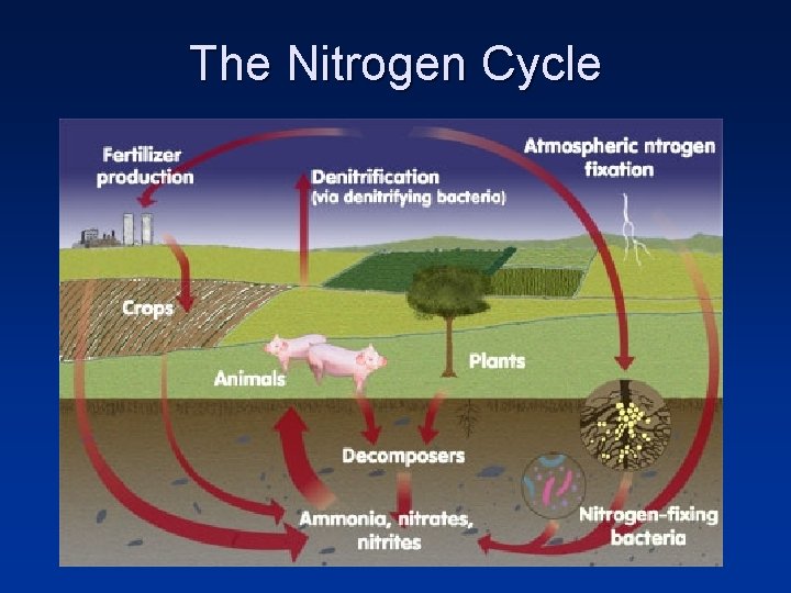 The Nitrogen Cycle 
