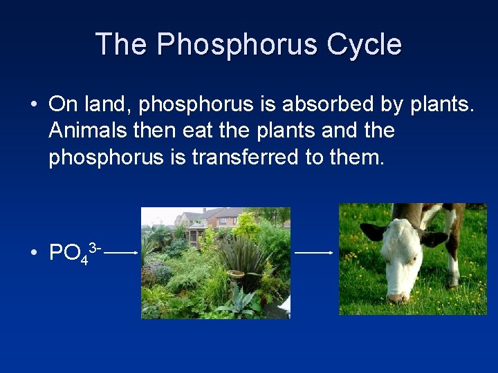 The Phosphorus Cycle • On land, phosphorus is absorbed by plants. Animals then eat