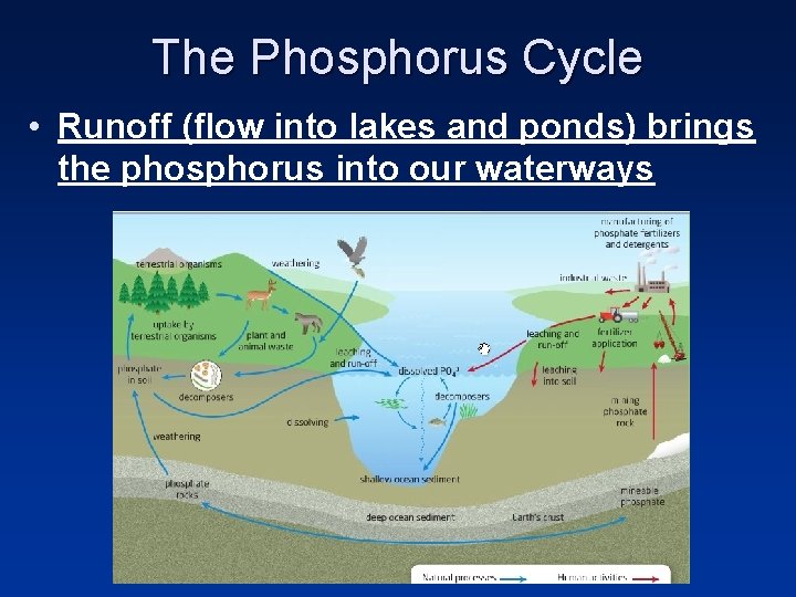 The Phosphorus Cycle • Runoff (flow into lakes and ponds) brings the phosphorus into