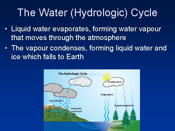 The Water (Hydrologic) Cycle • Liquid water evaporates, forming water vapour that moves through