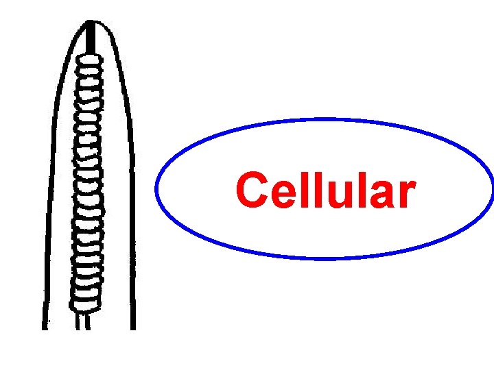Cellular 