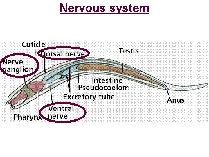 Nervous system 