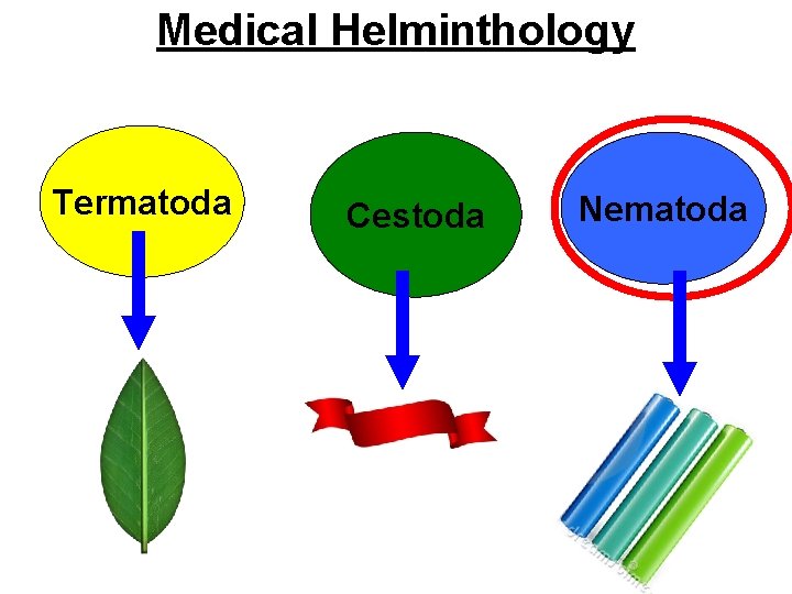 Medical Helminthology Termatoda Cestoda Nematoda 