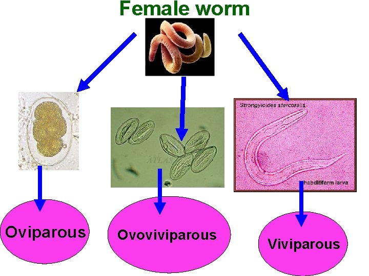 Female worm Oviparous Ovoviviparous Viviparous 