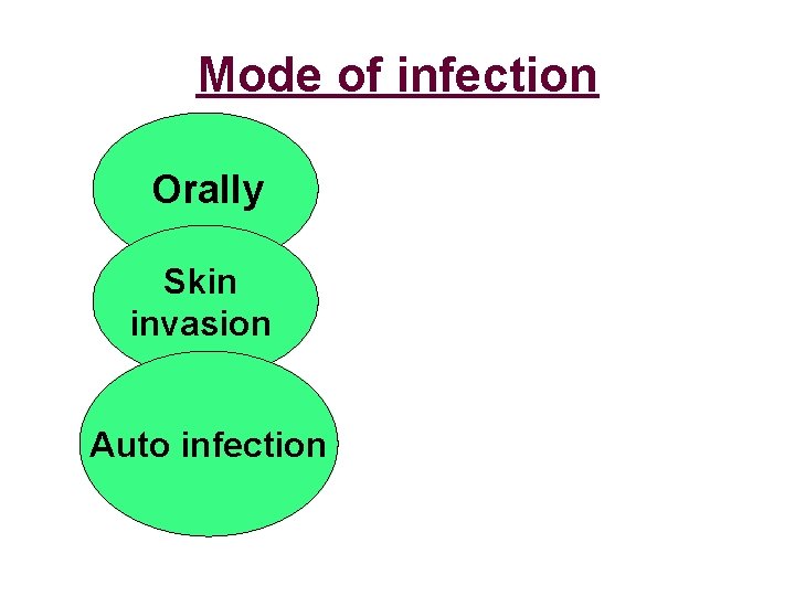 Mode of infection Orally Skin invasion Auto infection 