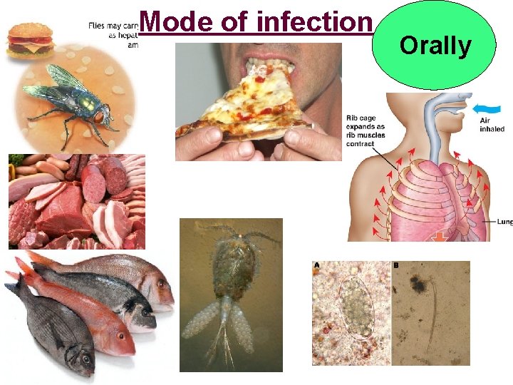 Mode of infection Orally 