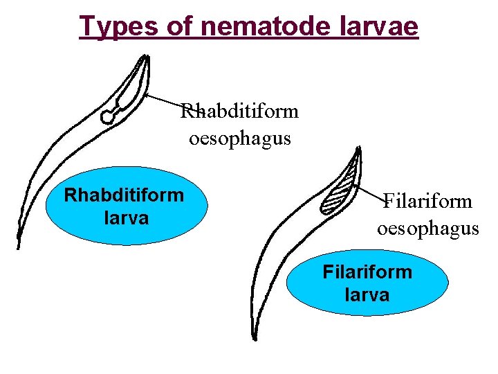 Types of nematode larvae Rhabditiform oesophagus Rhabditiform larva Filariform oesophagus Filariform larva 
