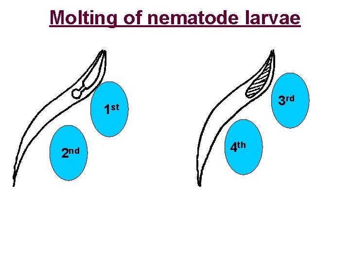 Molting of nematode larvae 3 rd 1 st 2 nd 4 th 