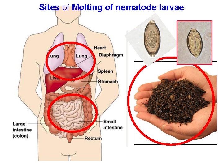 Sites of Molting of nematode larvae 