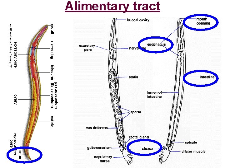 Alimentary tract 