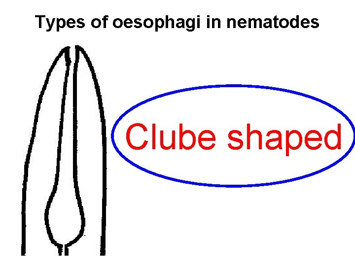  Types of oesophagi in nematodes Clube shaped 