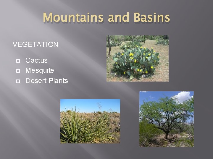 Mountains and Basins VEGETATION Cactus Mesquite Desert Plants 