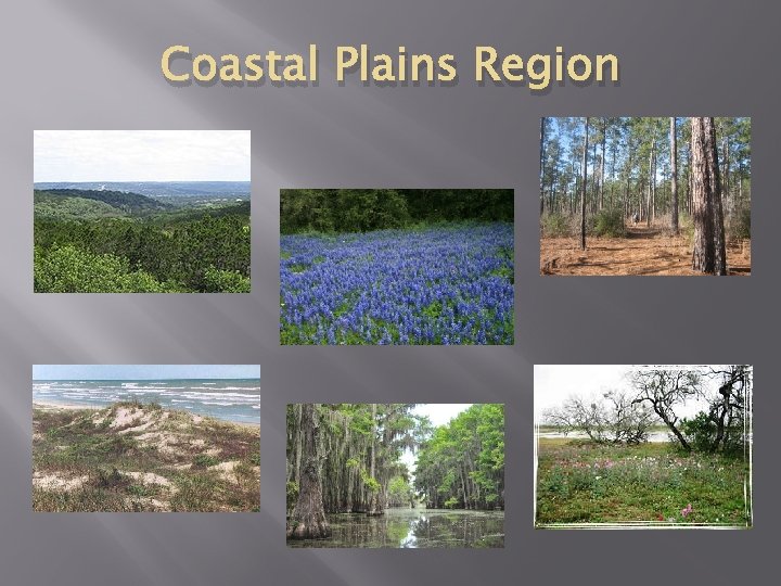 Coastal Plains Region 