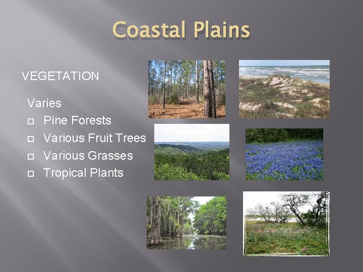 Coastal Plains VEGETATION Varies Pine Forests Various Fruit Trees Various Grasses Tropical Plants 