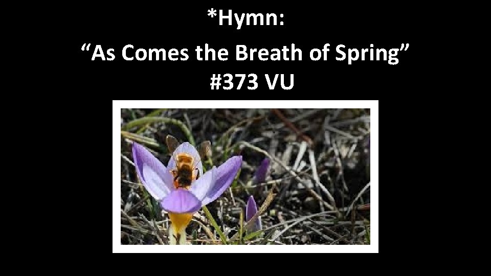 *Hymn: “As Comes the Breath of Spring” #373 VU 