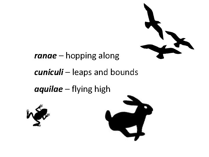 ranae – hopping along cuniculi – leaps and bounds aquilae – flying high 