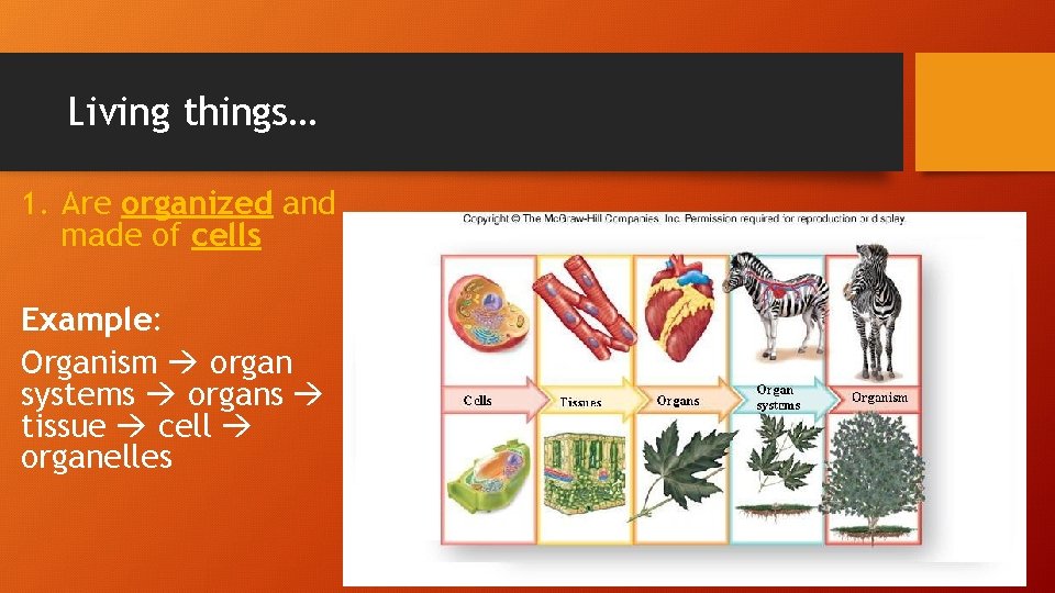 Living things… 1. Are organized and made of cells Example: Organism organ systems organs