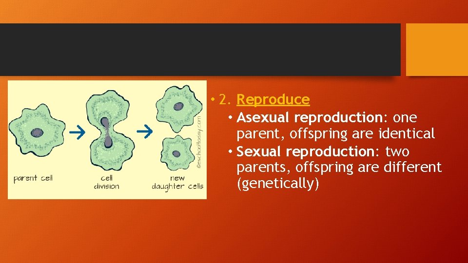 • 2. Reproduce • Asexual reproduction: one parent, offspring are identical • Sexual