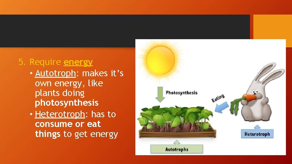 5. Require energy • Autotroph: makes it’s own energy, like plants doing photosynthesis •