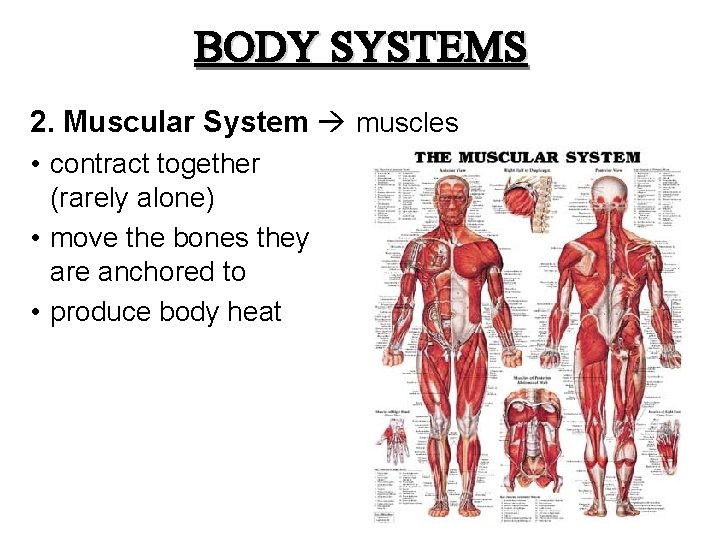 BODY SYSTEMS 2. Muscular System muscles • contract together (rarely alone) • move the