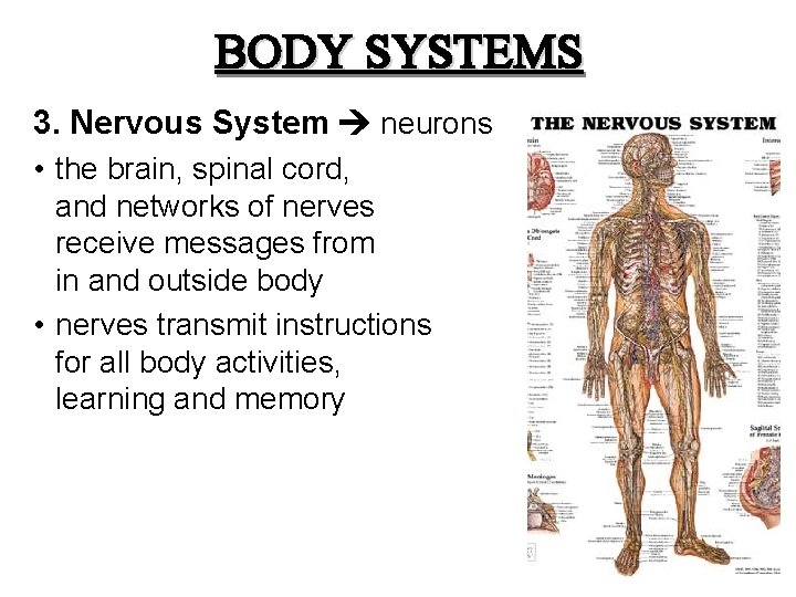 BODY SYSTEMS 3. Nervous System neurons • the brain, spinal cord, and networks of