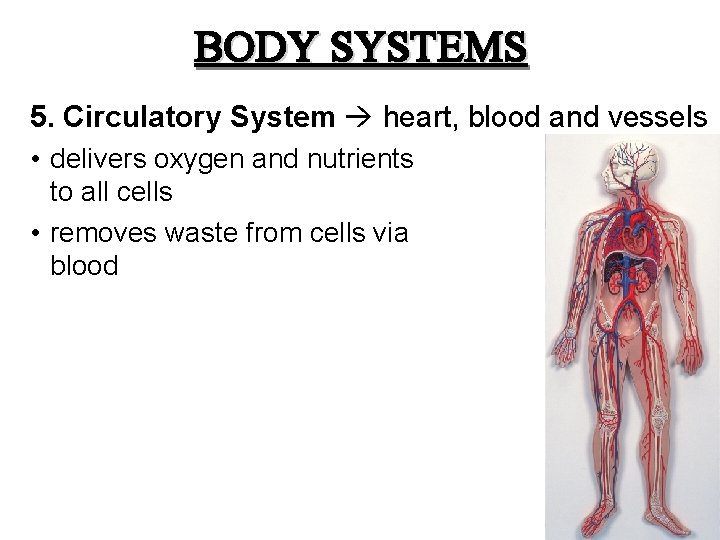 BODY SYSTEMS 5. Circulatory System heart, blood and vessels • delivers oxygen and nutrients