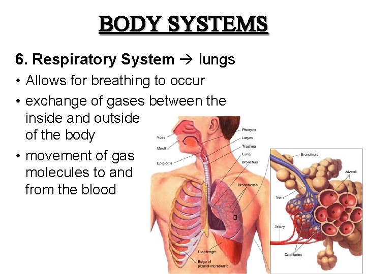 BODY SYSTEMS 6. Respiratory System lungs • Allows for breathing to occur • exchange