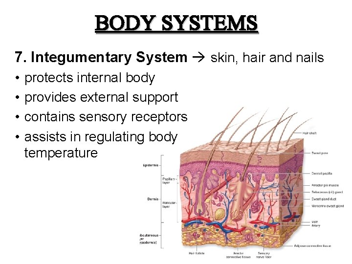 BODY SYSTEMS 7. Integumentary System skin, hair and nails • • protects internal body