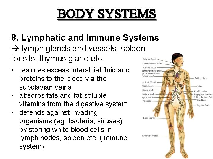BODY SYSTEMS 8. Lymphatic and Immune Systems lymph glands and vessels, spleen, tonsils, thymus