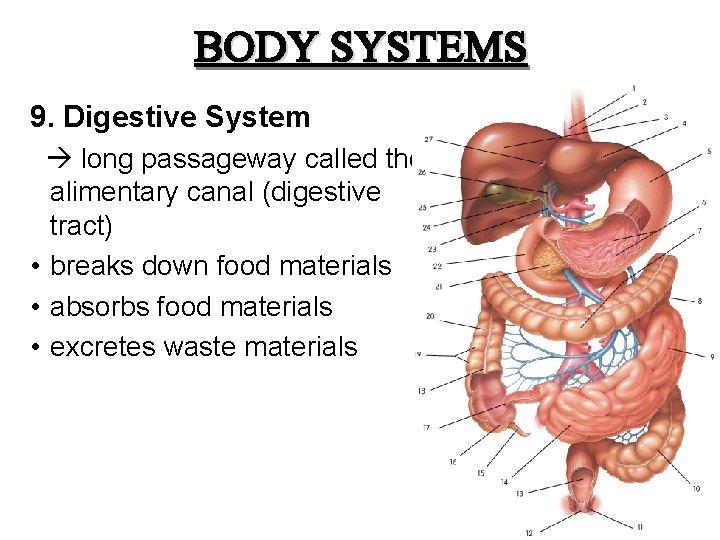 BODY SYSTEMS 9. Digestive System long passageway called the alimentary canal (digestive tract) •