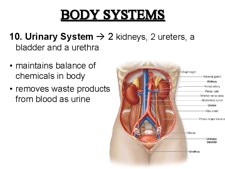 BODY SYSTEMS 10. Urinary System 2 kidneys, 2 ureters, a bladder and a urethra