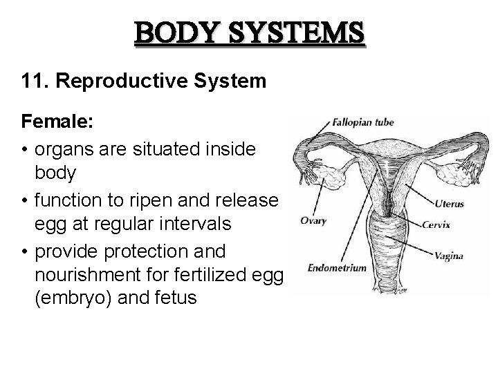BODY SYSTEMS 11. Reproductive System Female: • organs are situated inside body • function