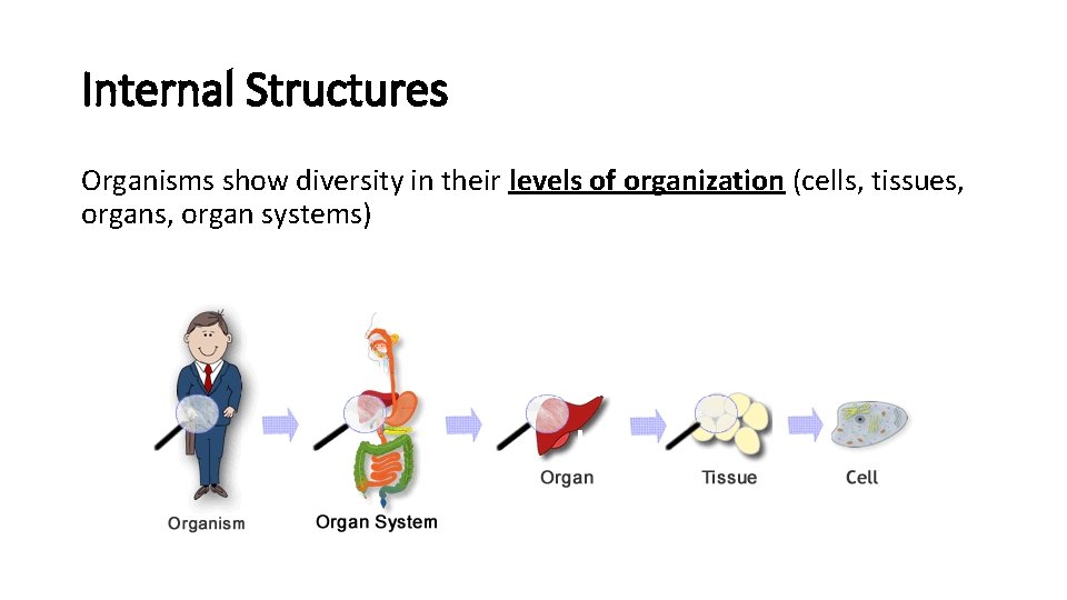 Internal Structures Organisms show diversity in their levels of organization (cells, tissues, organ systems)